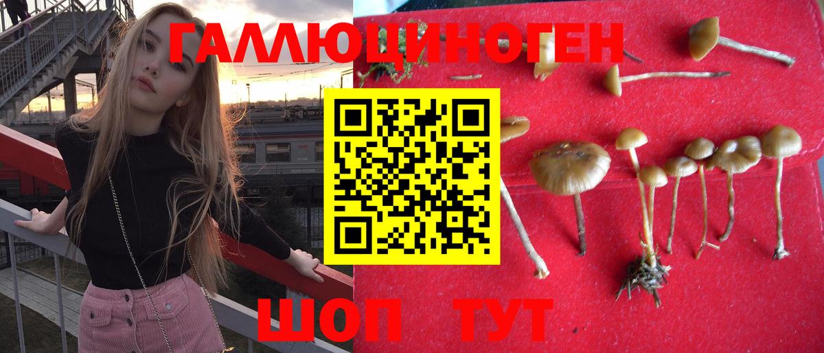 Галлюциногенные грибы Psilocybine cubensis Химки
